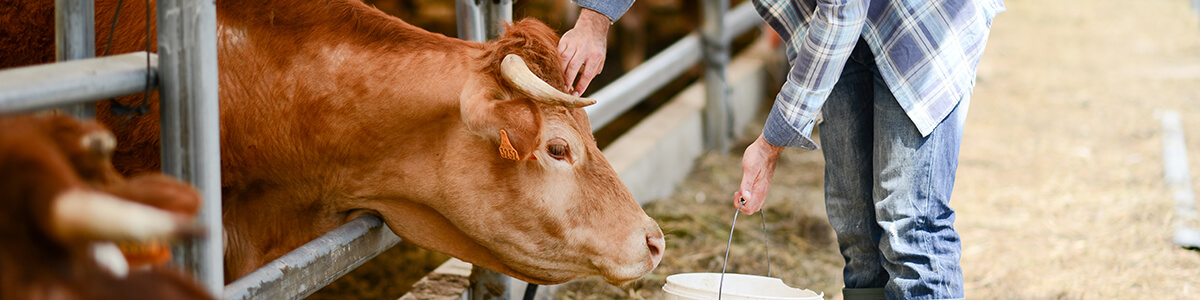 Tiere aus artgerechter Haltung